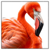 Xxl Wandbild Rosa Flamingo Quadrat Produktvorschau Frontal