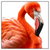 Xxl Wandbild Rosa Flamingo Quadrat Produktvorschau Frontal