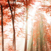 Xxl Wandbild Roter Herbstwald Hochformat Zoom