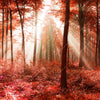 Xxl Wandbild Roter Herbstwald Quadrat Motivvorschau