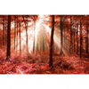 Xxl Wandbild Roter Herbstwald Querformat Motivvorschau