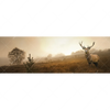 Xxl Wandbild Rothirsch Im Nebel Panorama Motivvorschau