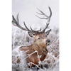 Xxl Wandbild Rothirsch Im Winter Hochformat Motivvorschau
