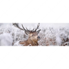 Xxl Wandbild Rothirsch Im Winter Panorama Motivvorschau