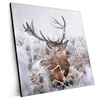 Xxl Wandbild Rothirsch Im Winter Quadrat Produktvorschau Seitlich