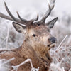 Xxl Wandbild Rothirsch Im Winter Schmal Zoom