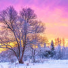 Xxl Wandbild Schoene Winterlandschaft Quadrat Motivvorschau