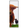 Xxl Wandbild Schottisches Hochlandrind Schmal Produktvorschau Frontal