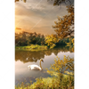 Xxl Wandbild Schwan Im Teich Hochformat Motivvorschau