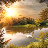 Xxl Wandbild Schwan Im Teich Quadrat Motivvorschau