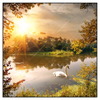 Xxl Wandbild Schwan Im Teich Quadrat Produktvorschau Frontal