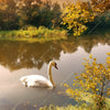 Xxl Wandbild Schwan Im Teich Quadrat Zoom