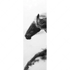 Xxl Wandbild Schwarzes Pferd Voller Energie Schmal Motivvorschau