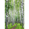 Xxl Wandbild Sommerbirken Hochformat Motivvorschau