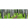 Xxl Wandbild Sommerbirken Panorama Motivvorschau