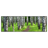 Xxl Wandbild Sommerbirken Panorama Produktvorschau Frontal