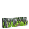 Xxl Wandbild Sommerbirken Panorama Produktvorschau Seitlich