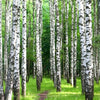 Xxl Wandbild Sommerbirken Panorama Zoom