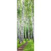 Xxl Wandbild Sommerbirken Schmal Motivvorschau