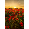 Xxl Wandbild Sommerlandschaft Mit Rotem Mohn Hochformat Motivvorschau