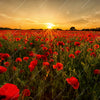 Xxl Wandbild Sommerlandschaft Mit Rotem Mohn Quadrat Motivvorschau