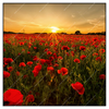 Xxl Wandbild Sommerlandschaft Mit Rotem Mohn Quadrat Produktvorschau Frontal