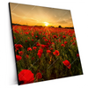 Xxl Wandbild Sommerlandschaft Mit Rotem Mohn Quadrat Produktvorschau Seitlich
