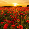 Xxl Wandbild Sommerlandschaft Mit Rotem Mohn Quadrat Zoom