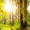 Xxl Wandbild Sonne Im Gruenen Wald Hochformat Zoom