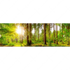 Xxl Wandbild Sonne Im Gruenen Wald Panorama Motivvorschau