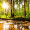 Xxl Wandbild Sonne Im Gruenen Wald Quadrat Motivvorschau