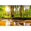Xxl Wandbild Sonne Im Gruenen Wald Querformat Motivvorschau