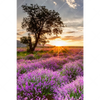 Xxl Wandbild Sonnenaufgang Im Lavendelfeld Hochformat Motivvorschau