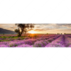 Xxl Wandbild Sonnenaufgang Im Lavendelfeld Panorama Motivvorschau