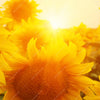 Xxl Wandbild Sonnenblumen Im Abendlicht Hochformat Zoom
