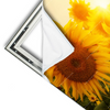Xxl Wandbild Sonnenblumen Im Abendlicht Querformat Materialvorschau