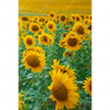 Xxl Wandbild Sonnenblumenfeld Hochformat Motivvorschau