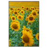 Xxl Wandbild Sonnenblumenfeld Hochformat Produktvorschau Frontal