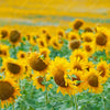 Xxl Wandbild Sonnenblumenfeld Hochformat Zoom