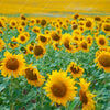Xxl Wandbild Sonnenblumenfeld Quadrat Motivvorschau