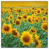 Xxl Wandbild Sonnenblumenfeld Quadrat Produktvorschau Frontal