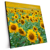 Xxl Wandbild Sonnenblumenfeld Quadrat Produktvorschau Seitlich