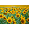 Xxl Wandbild Sonnenblumenfeld Querformat Motivvorschau
