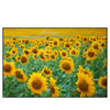 Xxl Wandbild Sonnenblumenfeld Querformat Produktvorschau Frontal