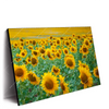 Xxl Wandbild Sonnenblumenfeld Querformat Produktvorschau Seitlich