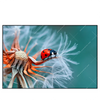 Xxl Wandbild Sonnenkaefer Auf Pusteblume Querformat Produktvorschau Frontal