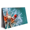 Xxl Wandbild Sonnenkaefer Auf Pusteblume Querformat Produktvorschau Seitlich