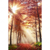 Xxl Wandbild Sonnenlicht Im Nebligen Wald Hochformat Motivvorschau