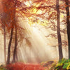 Xxl Wandbild Sonnenlicht Im Nebligen Wald Hochformat Zoom