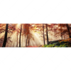 Xxl Wandbild Sonnenlicht Im Nebligen Wald Panorama Motivvorschau